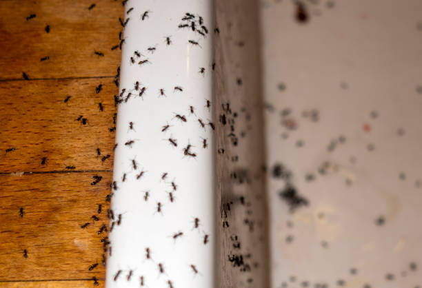 Pest Prevention Services in Garland, UT